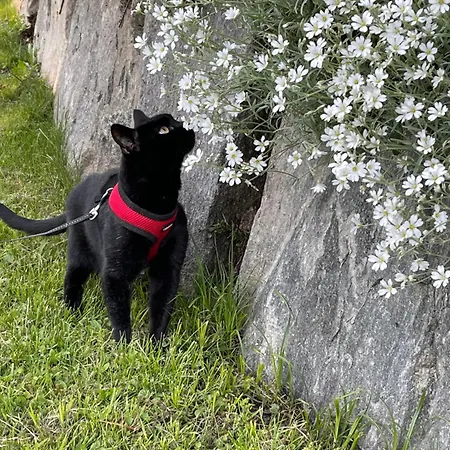 شقة Haus Kleiner Seeblick *