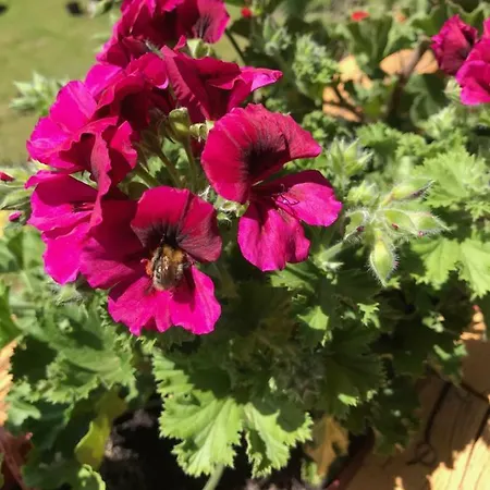 아파트 Haus Kleiner Seeblick 밀슈타