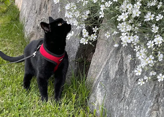 Apartmán Haus Kleiner Seeblick *