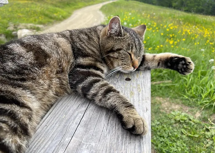 Haus Kleiner Seeblick *