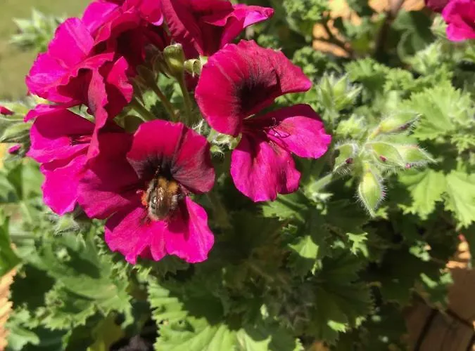 Appartement Haus Kleiner Seeblick Millstatt